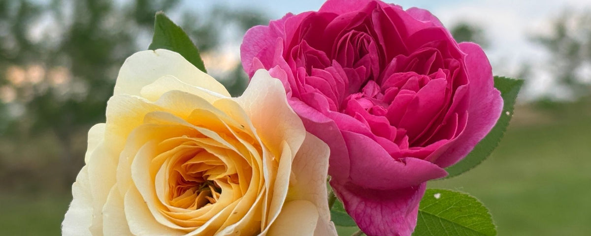 Two cut flowers - vibrant garden roses in bloom at Josephine Flower Farm, Lincoln ON